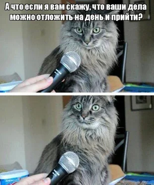 мемы кот